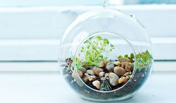 Terrarium