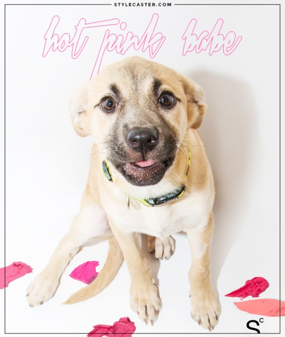 Puppies and Lipstick