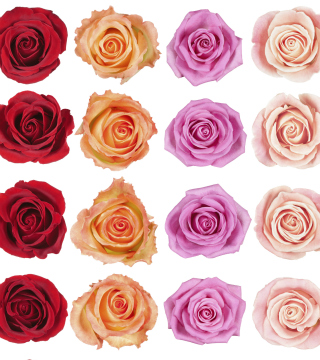Skincare Products Infused With Roses
