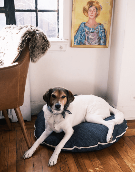 madewell dog bed