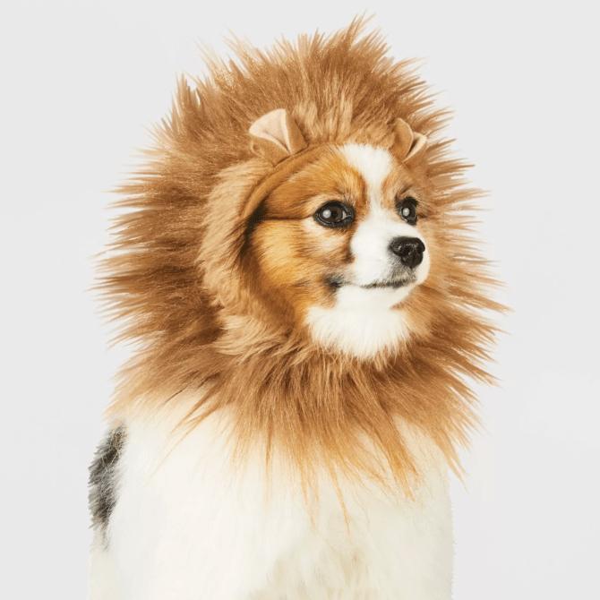 STYLECASTER | Pet Halloween Costumes