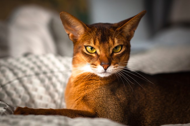 Abyssinian Cat