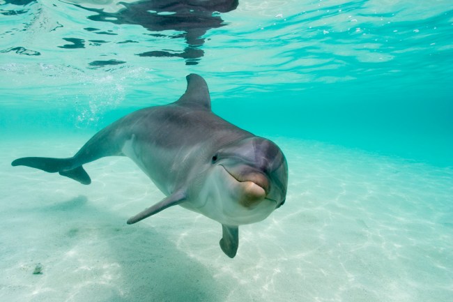 Bottlenose Dolphin swimming along the shore, underneath a turquoise ocean surface