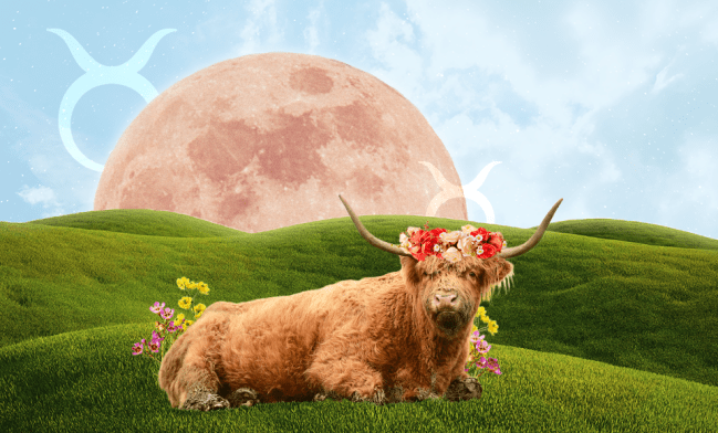 A bull wearing a flower crown, laying on the grass in front of a full moon rising over the hills