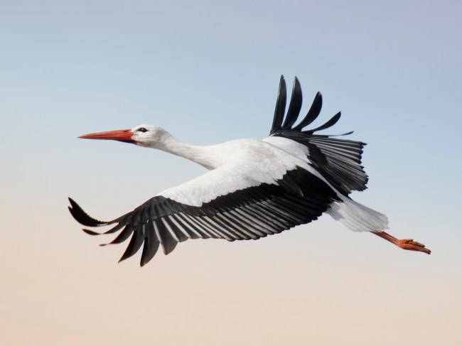 Stork