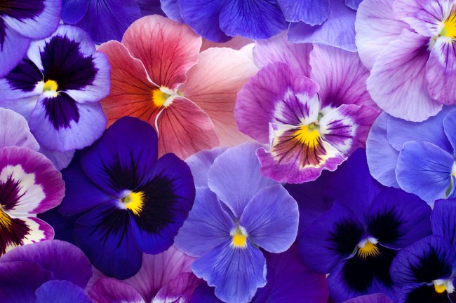 Pansy Flower