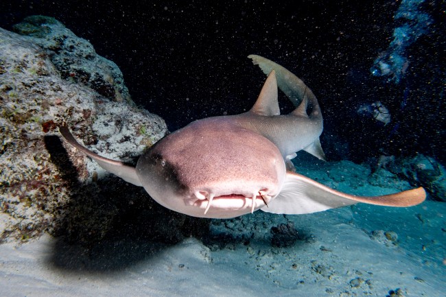Nurse Shark close up on black background while diving in Maldives
