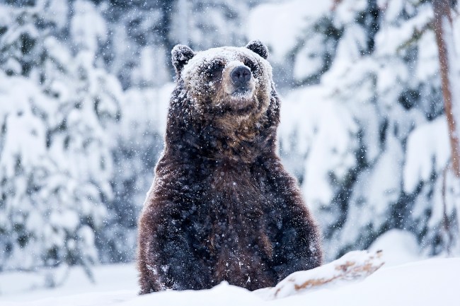 A bear covered in show standing in the forest