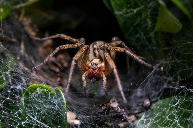 Wolf Spider