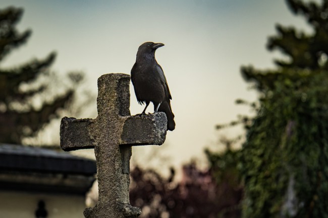 Old stone cross with a gothic Crow on top at dawn