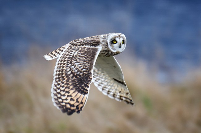 Short-eared Owl