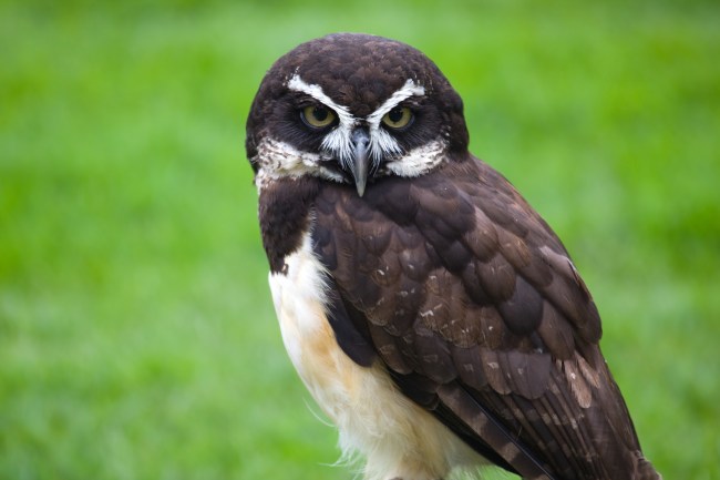 Spectacled Owl