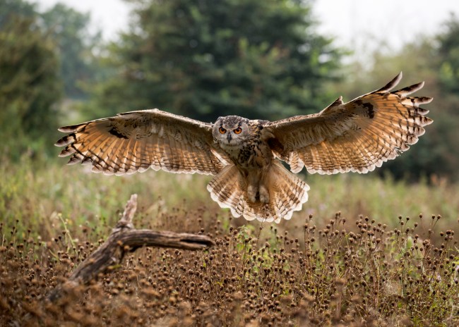 Eurasian Eagle Owl