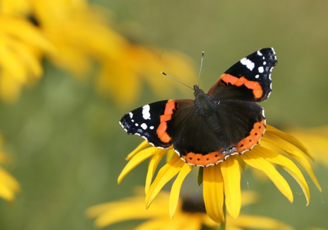 Red admiral butterfly