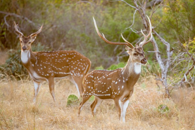 Chital or axis deer