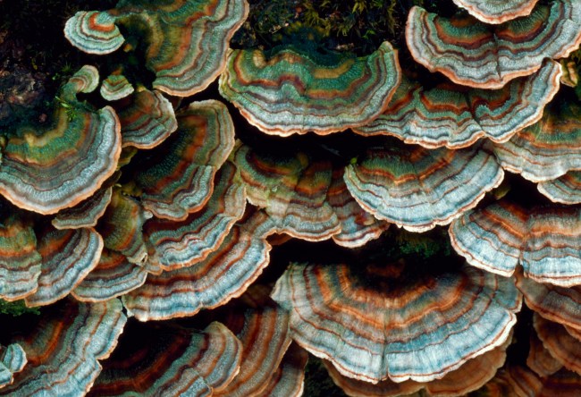 Turkey Tail