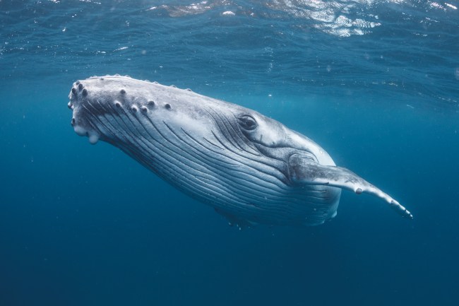 Humpback Whale