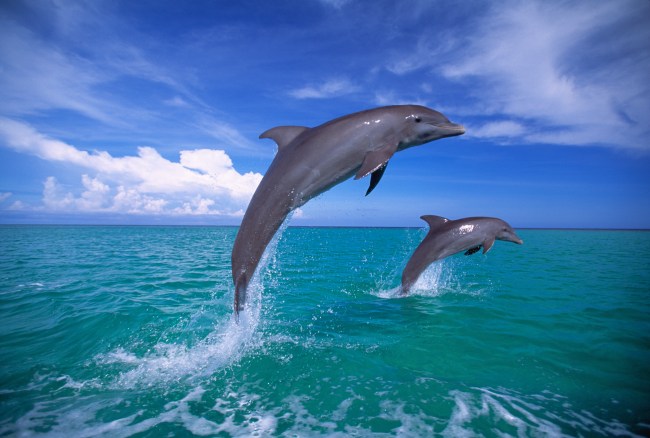 Bottlenose Dolphin