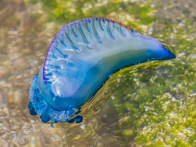 Portuguese Man-of-War
