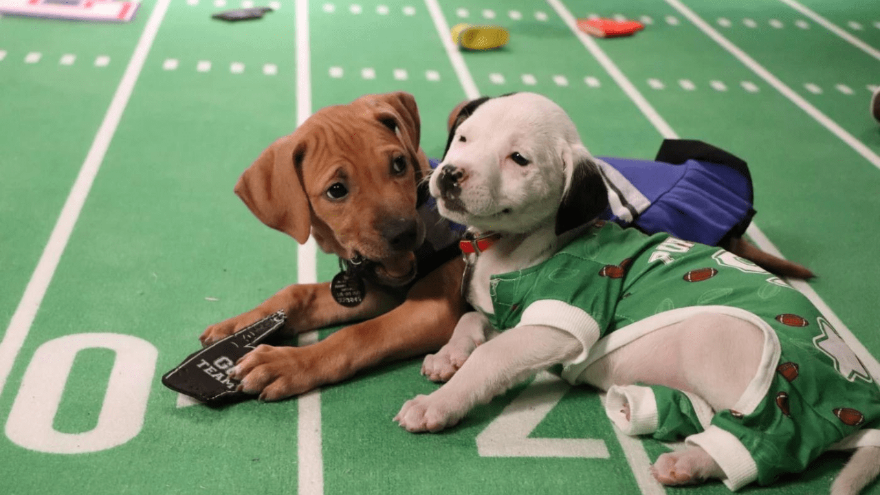 Puppies at the The Great American Rescue Bowl 2023.