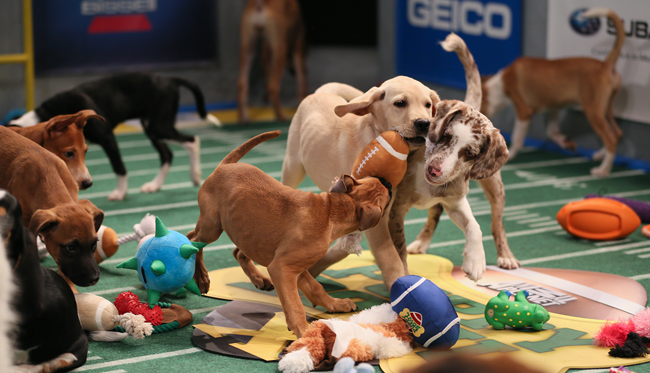 THE PUPPY BOWL X, (aired Feb. 2, 2014), 2014. photo: Damian Strohmeyer / © Animal Planet/Discovery Communications / Courtesy: Everett Collection