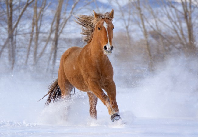 Mustang horse