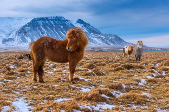 Icelandic Horse