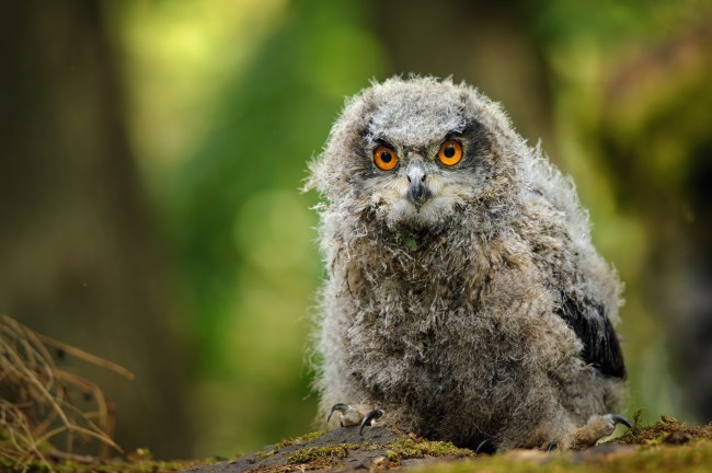 Fledgling (baby owl) with scruffy feathers and bright orange eyes
