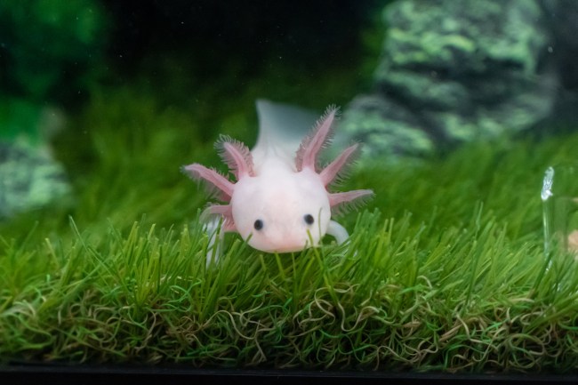 Baby axolotl swimming along the bottom of a grassy tank