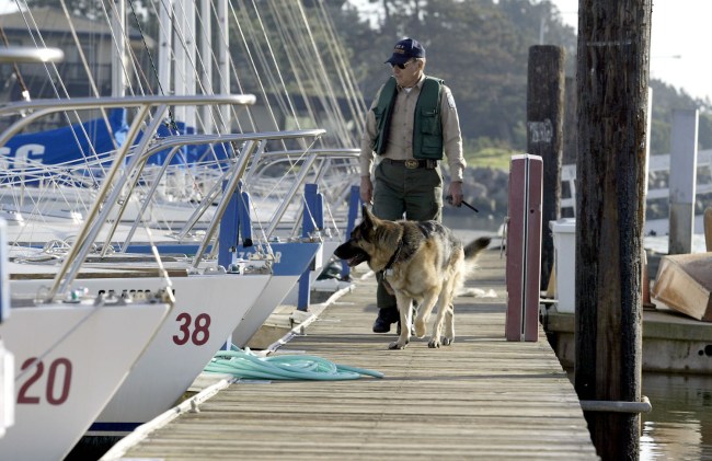 A police dog searches for signs of missing woman Laci Peterson January 4, 2003 in Berkeley, California. Peterson, who is eight-months pregnant, has been missing since December 24, 2002 when she allegedly took her dog for a walk in the park while her husband was on a fishing trip. There is a half-million dollar reward for her safe return.