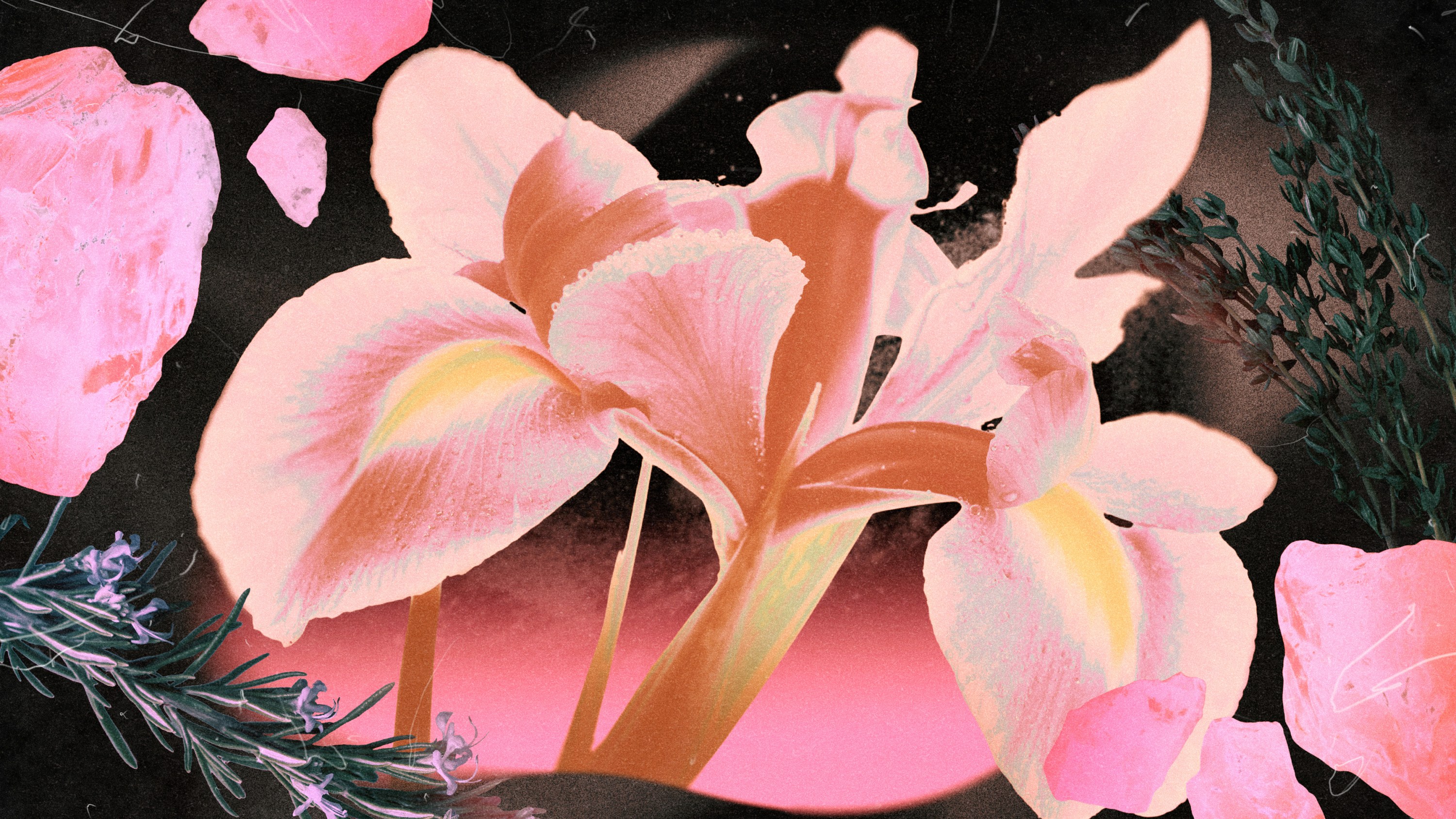 A pink lily flower blooming over a cosmic backdrop in representation of the "divine feminine" on Friday the 13th