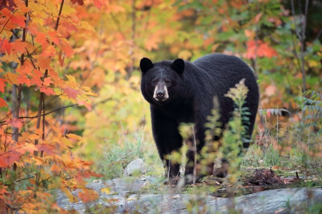 Wild Black Bear in Ontario, Canada