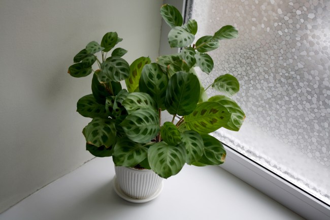 Maranta leuconeura Kerchoveana in white ceramic pot near window
